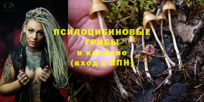 Псилоцибиновые грибы Magic Shrooms  как найти закладки  кракен зеркало  Богданович 